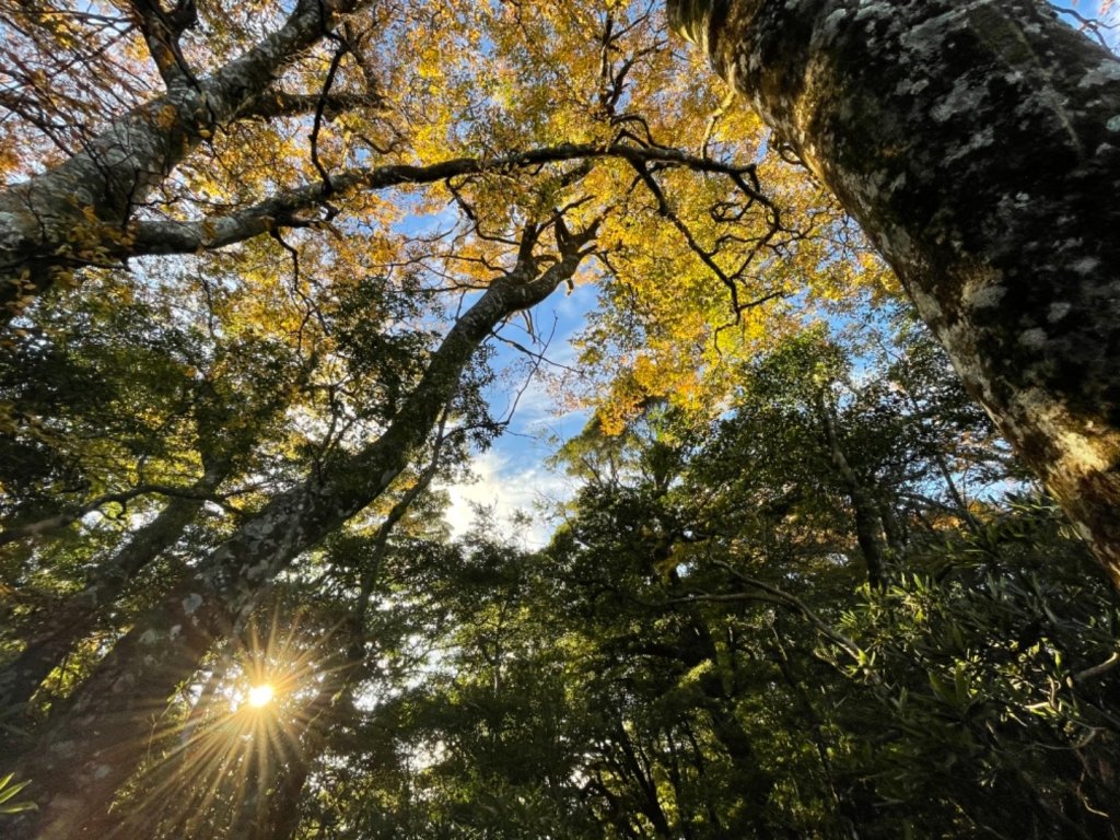 【內鳥嘴山】金黃色山毛櫸_1202576