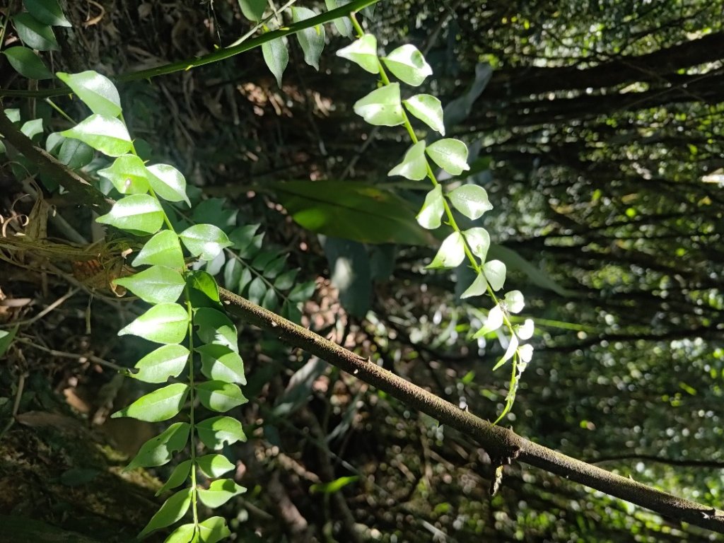 植物照片雞籠山九龍山大凍山_2395779