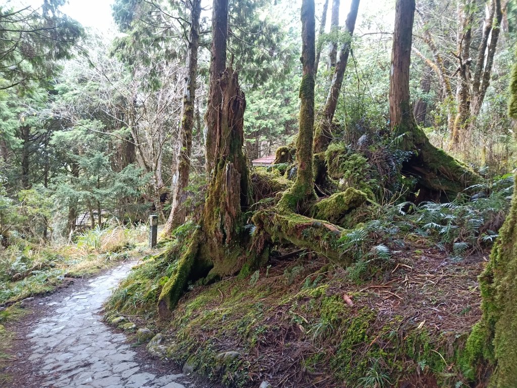 太平山檜木原始林步道_1293022