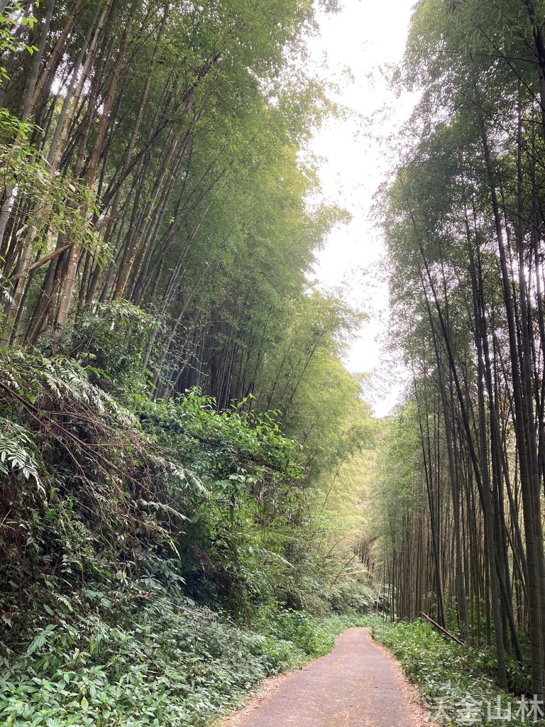 2024-03-31 頂石棹步道群_2470224