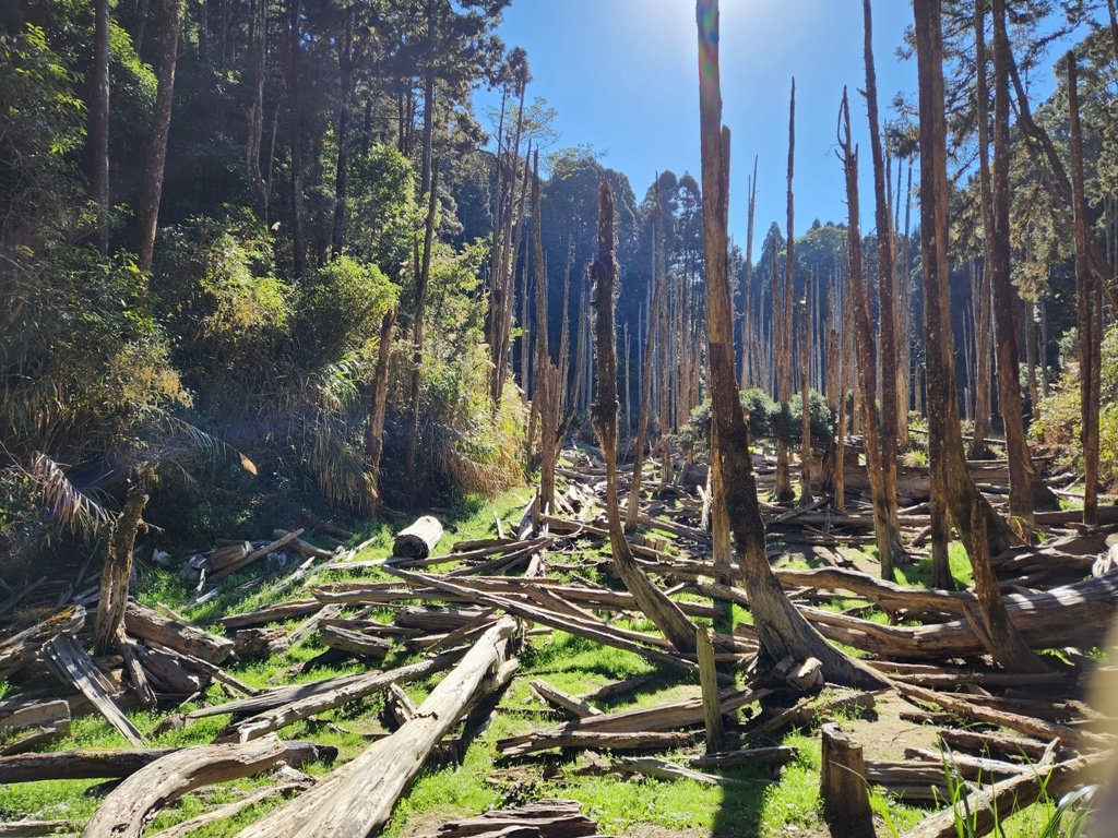 【南投】留龍頭連走金柑樹山及嶺頭山_2040848