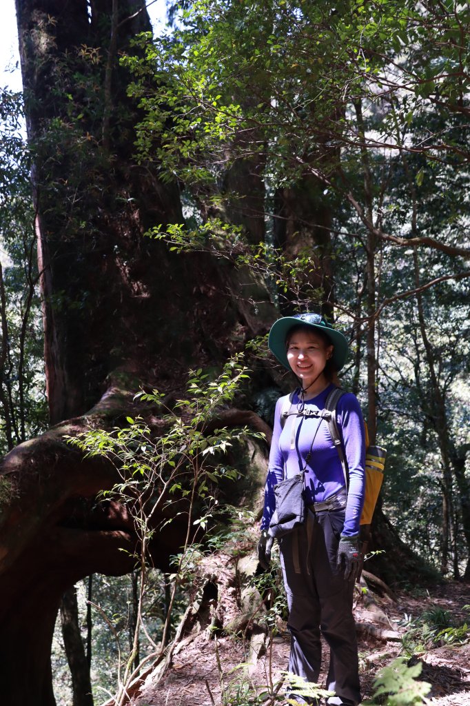 北插山腳散步之赫威神木群_2757682