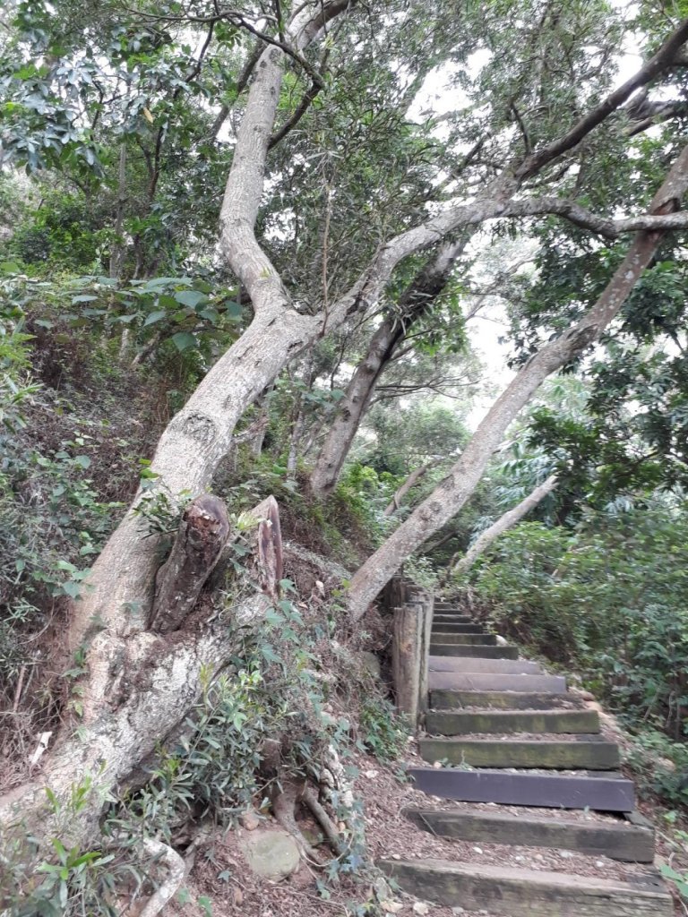彰化田中麒麟山森林步道20190707_625473