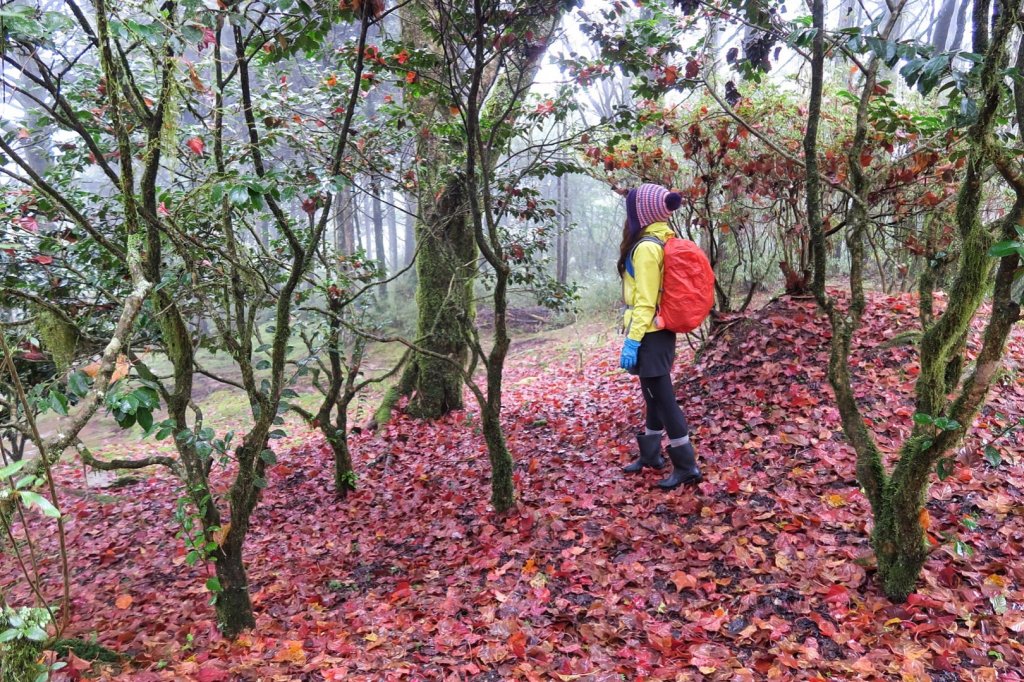 小笠原對高岳慢遊賞楓_767506