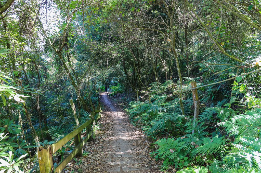 [苗栗]馬那邦山_2355207