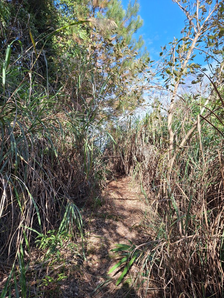 盡尾山20251225_2971985