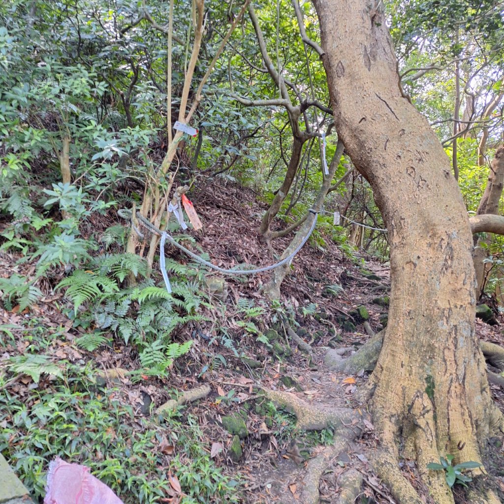 【2024觀音觀鷹尋寶任務】一日走完七條步道完成!_2508373