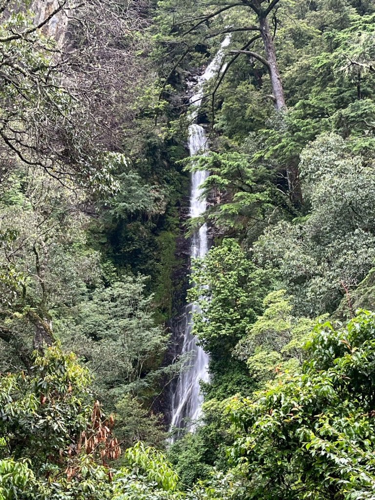新竹 五峰 觀霧國家森林遊樂區 觀霧瀑布步道+賞鳥步道_2811432