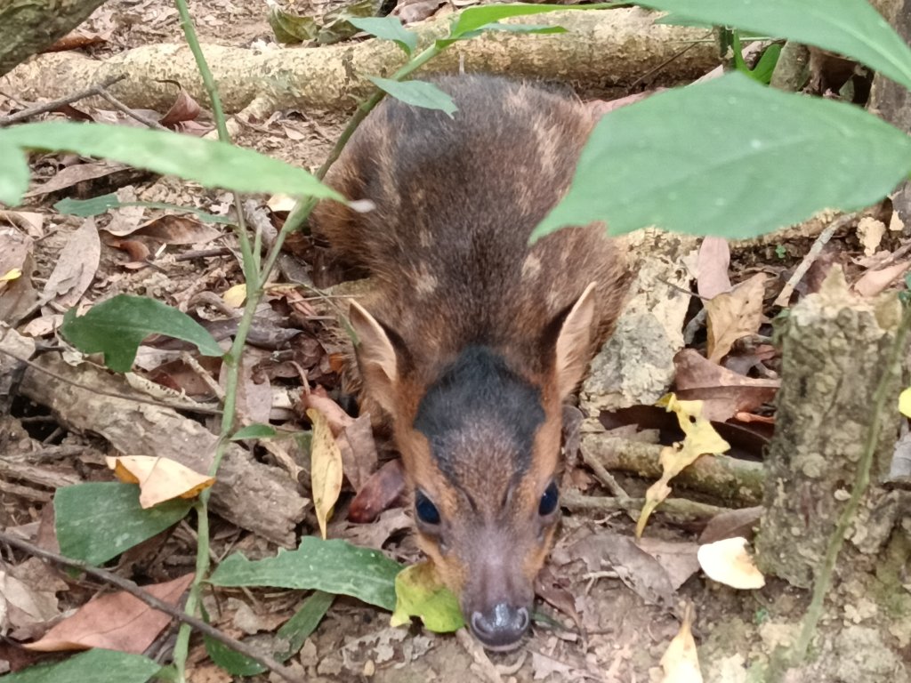 平溪區過火坪古道+枋山坑山+中坑頭鞍部+枋山坑古道+火燒寮古道O型封面圖