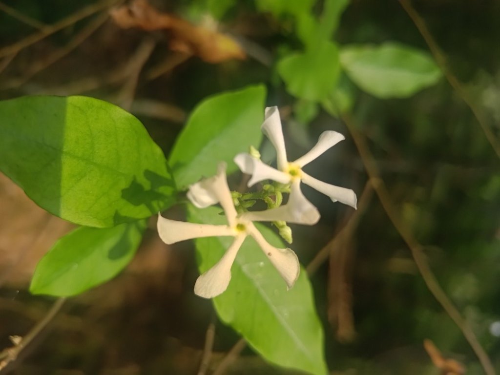 大埔頂坪林_2470133