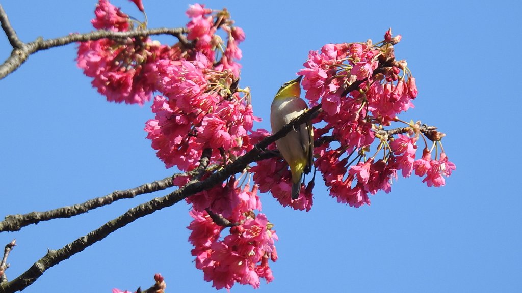 追花是簡單的快樂，賞花是恬淡的幸褔 2/11封面圖