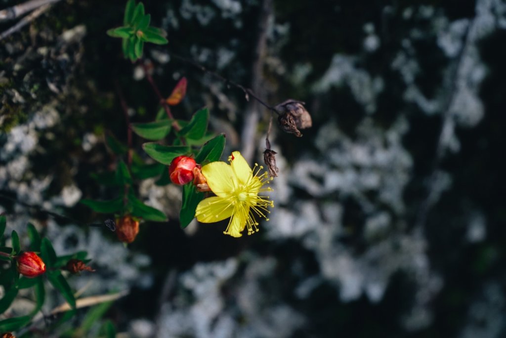 艷陽大霸群峰_654565