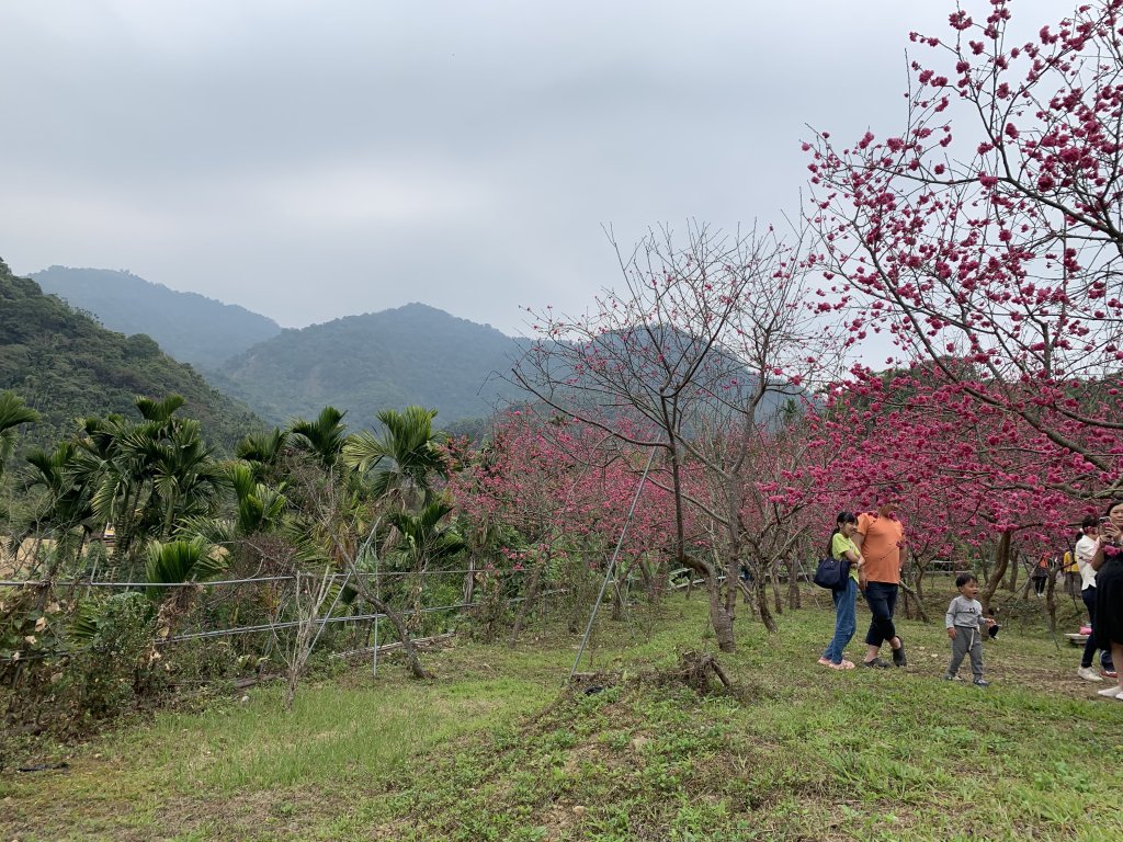 20240224嘉義半天岩山-尖凍山_2439788