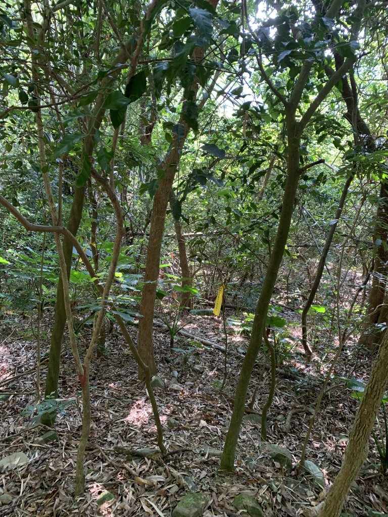 20251122高雄竹山口山_2945327