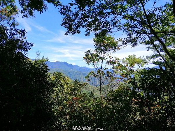 【台中。和平】松林鳥語。 谷關七雄之屋我尾山(大雪山林道)_1420777