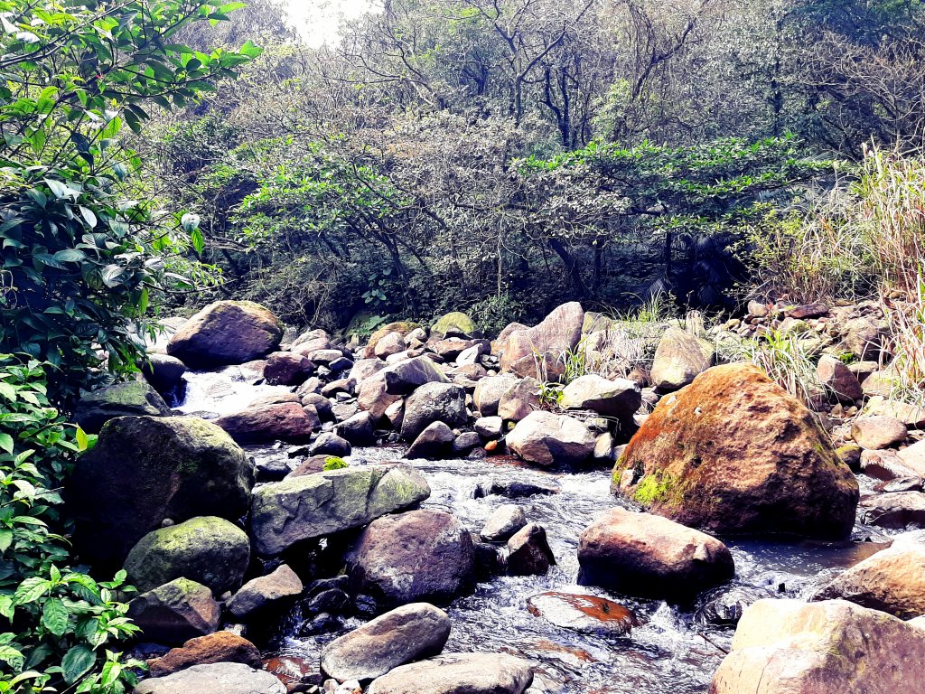 陽明山神秘綠境 • 鹿角坑保護區_2038591