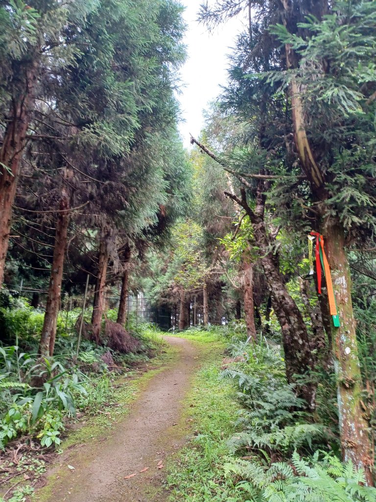 【新竹五峰】迷霧山林。 民都有山登山步道(面托油山)x民都有山北峰_2991863