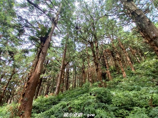 【台中和平】柳杉孟宗竹香杉步道林相豐富。 長壽山(肥崠山)山徑封面圖