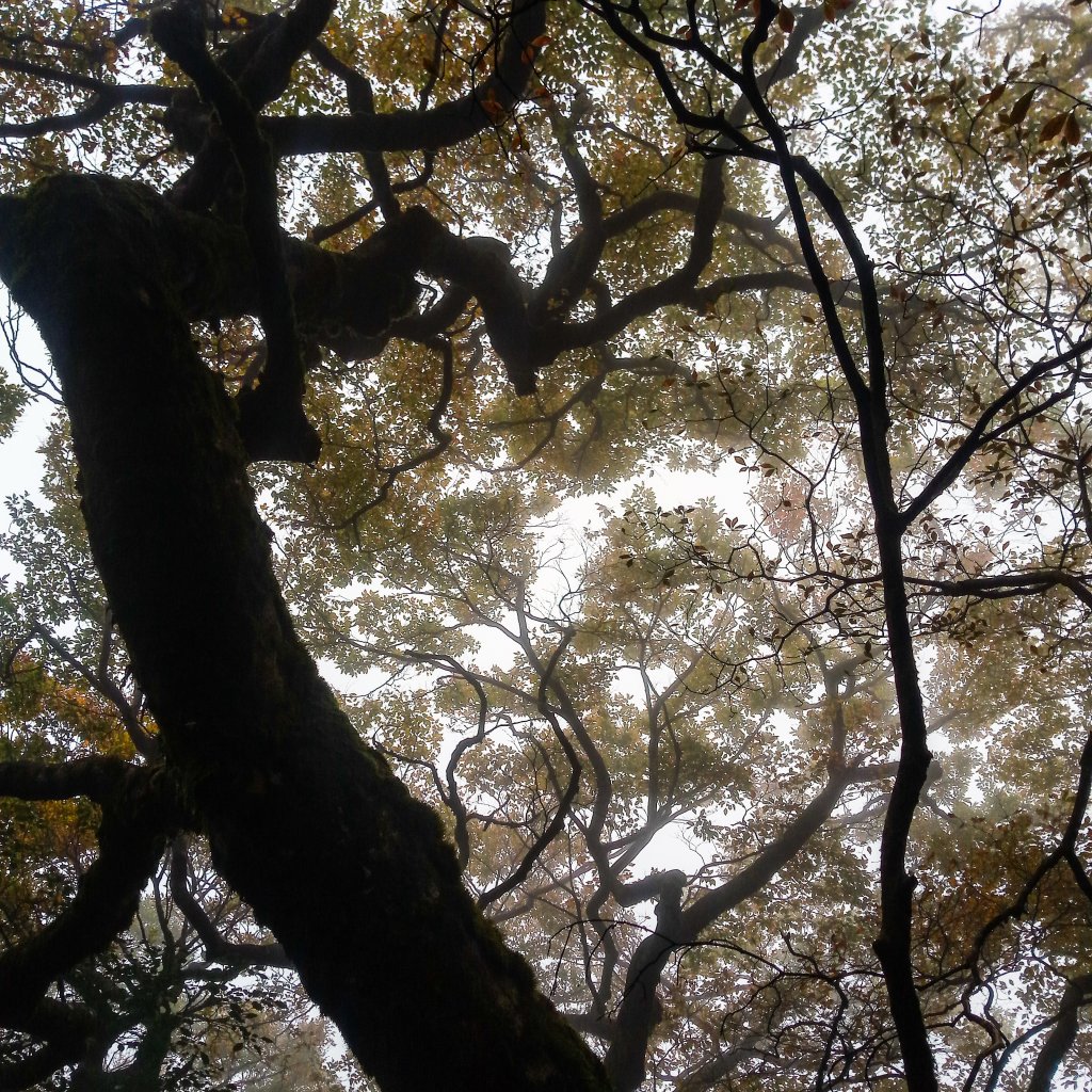 北插天山毛櫸_444647