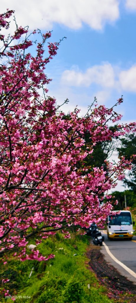 追花是簡單的快樂，賞花是恬淡的幸褔 2/25_2720150