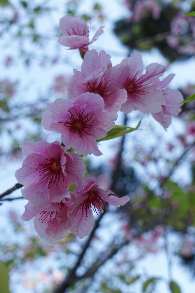 中正紀念堂賞櫻_1277214