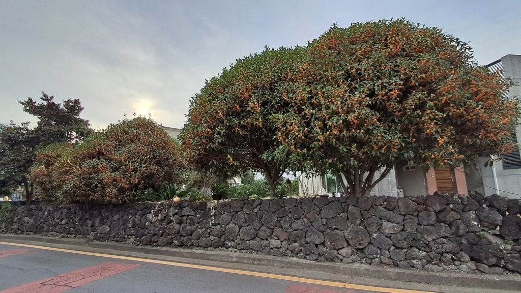 偶來小路走走_2942606