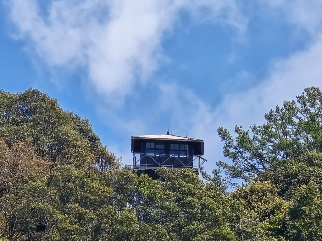 鳶嘴山杜鵑盛開_2770381