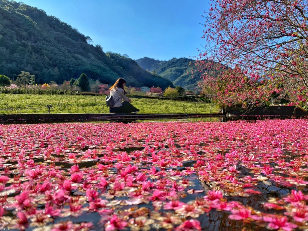 花與茶的饗宴草坪頭櫻花季封面圖