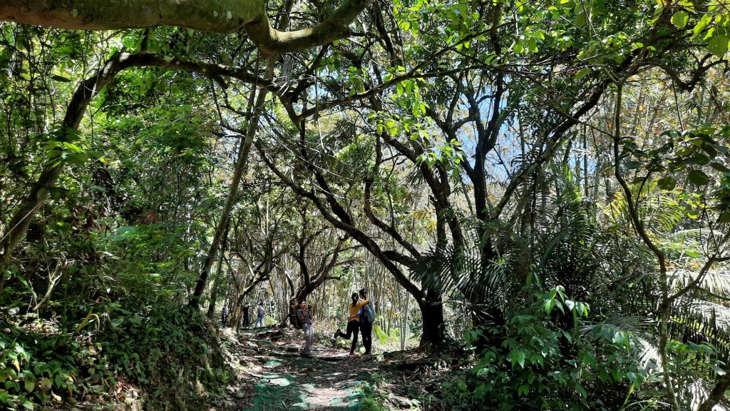 《雲林》紫斑蝶廊道｜龍過脈森林步道20220404_1662200