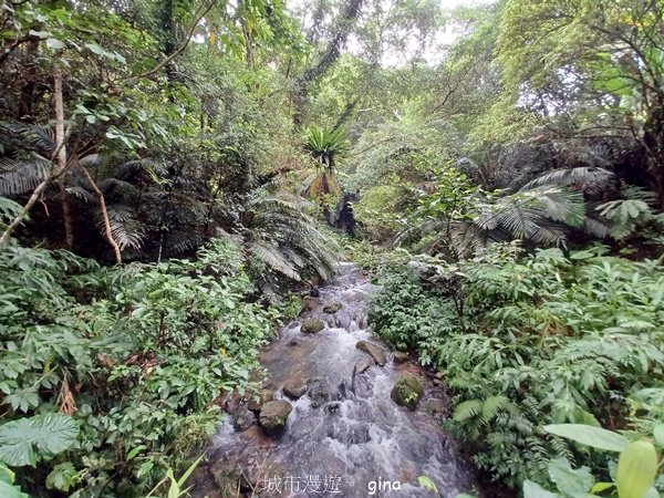 【新竹橫山】綠蔭夾道流水淙淙。2024森遊竹縣。 騎龍古道封面圖