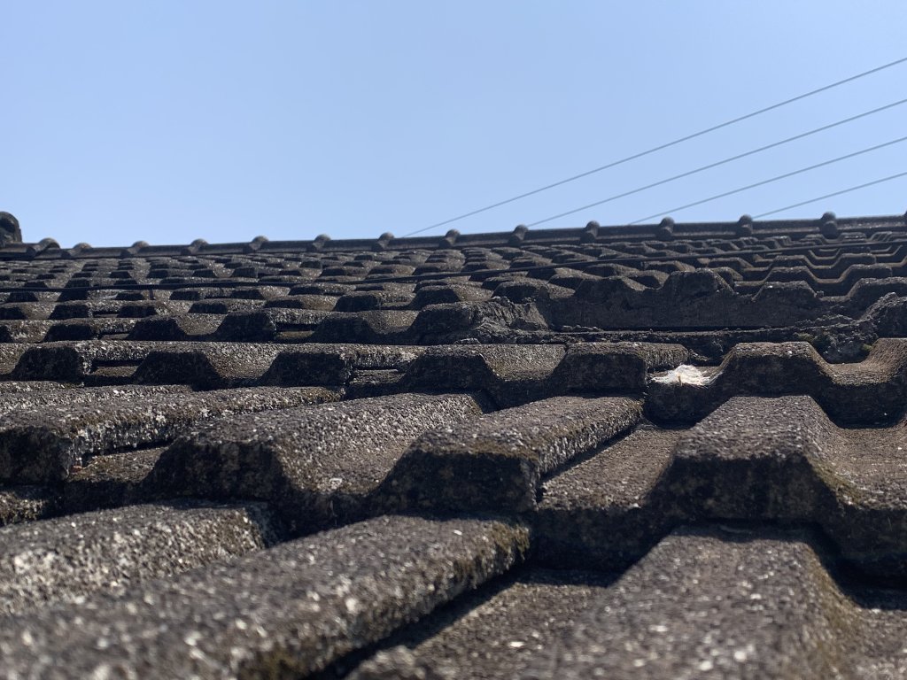 20250322南投松柏坑山-大棚山_2745918