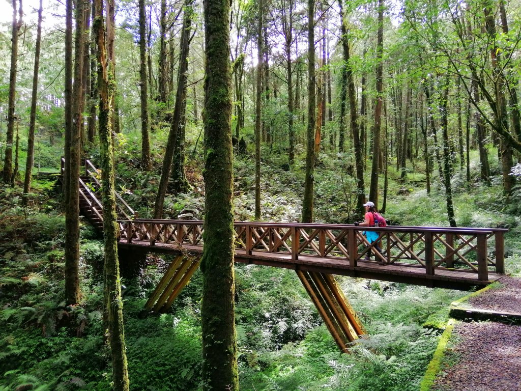 嘉義阿里山鄉~山林森呼吸~小百岳大塔山封面圖