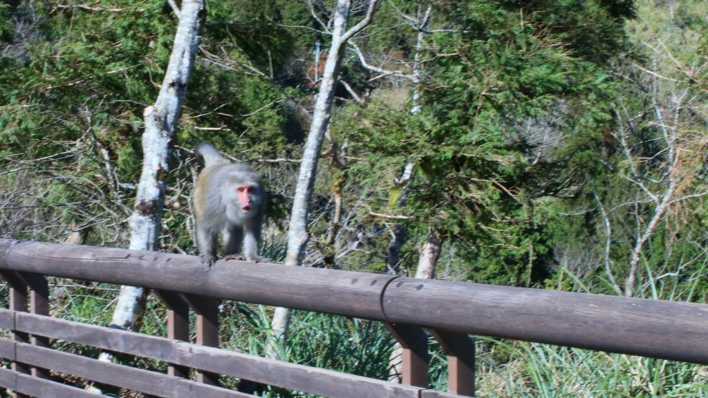 太平山的台灣獼猴_231658