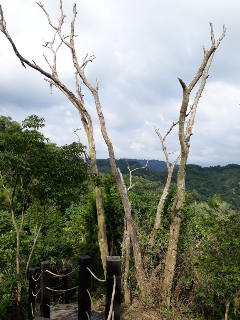 台中新田步道接大胡山O型20190601_595480