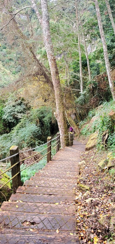 2023-01-01杉林溪青龍蕨類步道(青龍瀑布)、松瀧岩瀑布及天地眼步道_1978844