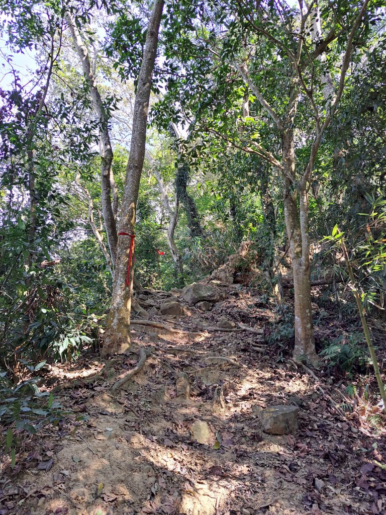 竹山八通關古道社寮段+陳東坑山+溪洲大山ｄ型走20230219_2037438