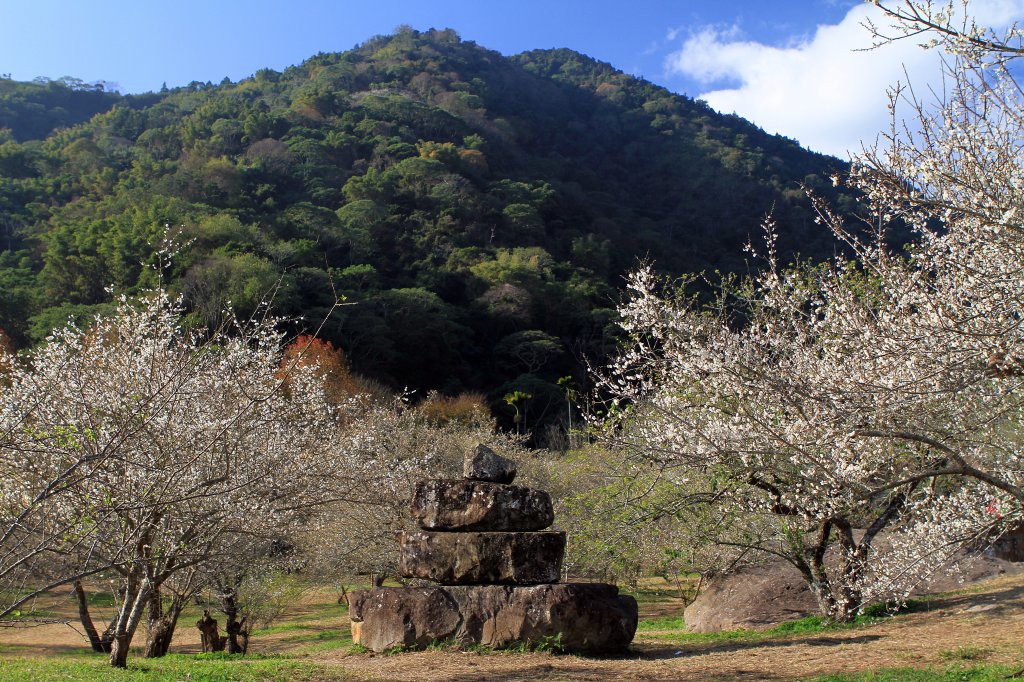 【南投~信義 】牛稠坑賞梅_1254912