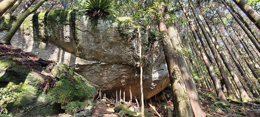 2025/04/04_加里山登山步道_2755029
