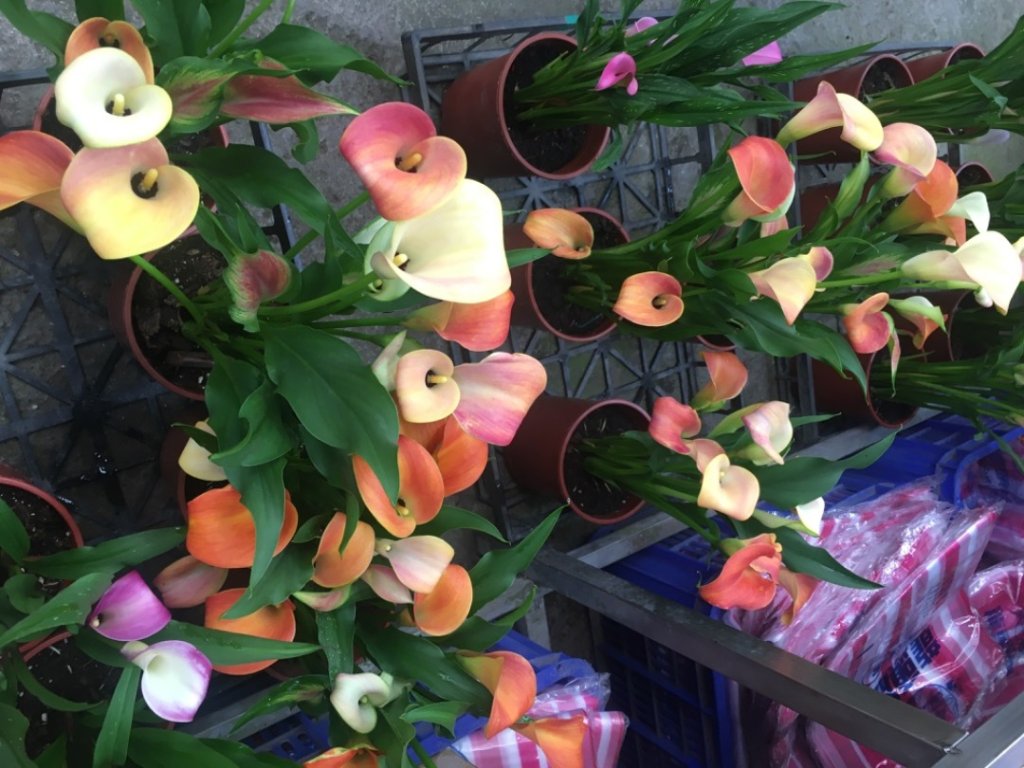 頭寮山o(慈湖、秘密花園咖啡☕️_2649158