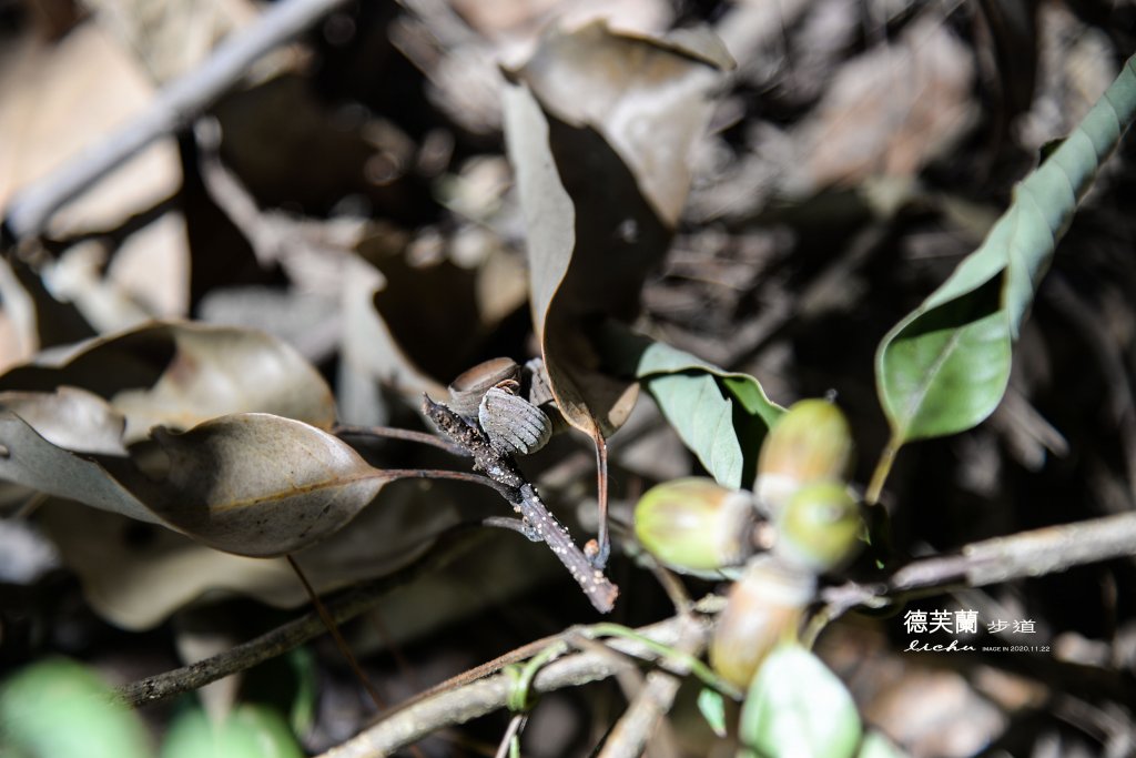 德芙蘭步道_1278423