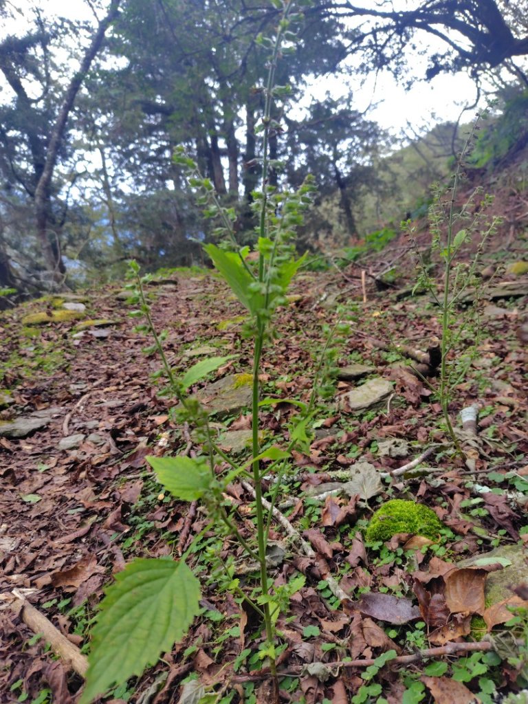 東埔走八通關古道訪龍貓公車繞對關山O型_2962806
