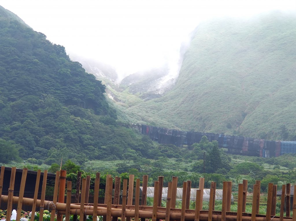 陽明山竹子湖繡球花G_587304