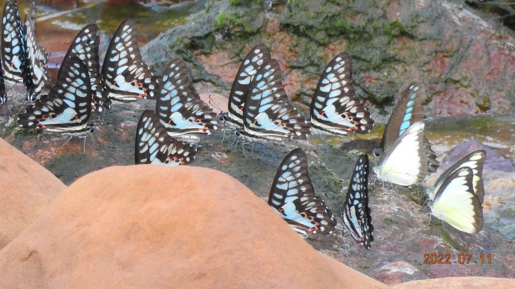 雲山水花鳥蝶 - 天龍國阿伯的日常 7/8&11_1760784