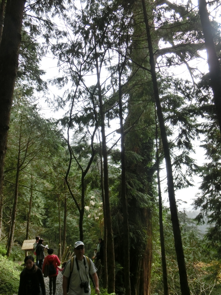 棲蘭山莊．神木園．明池_93468