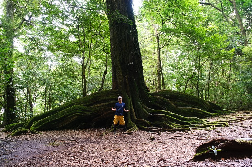 雪見大板根_2924689