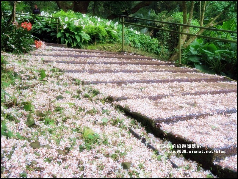    十一指古道包場賞桐花封面圖