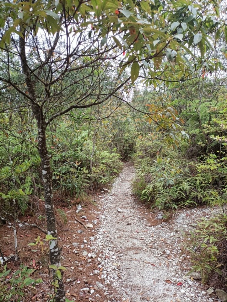 靜宜EMBA玉山隊第五練水社大山⛰️ 水社主峰祕境 ㊙️粉色水晶蘭_1693618