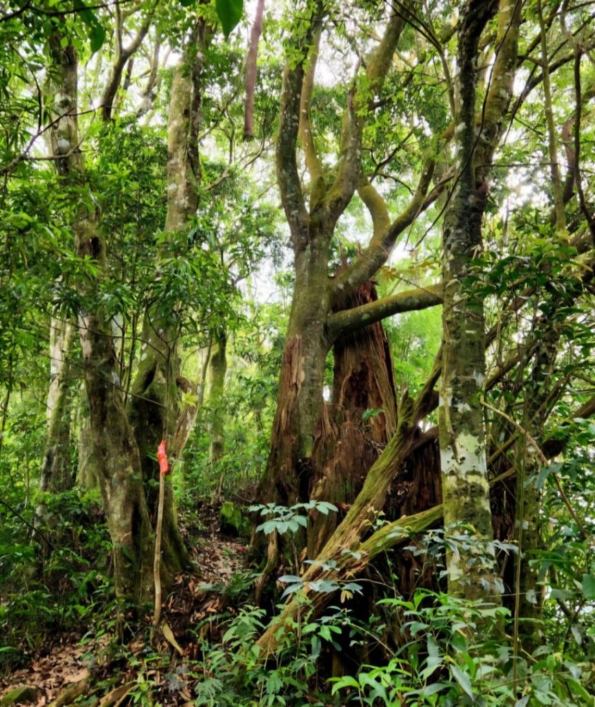 【中級山縱走】志繼山，東眼山，拉卡山，卡外山，東滿步道_2742565