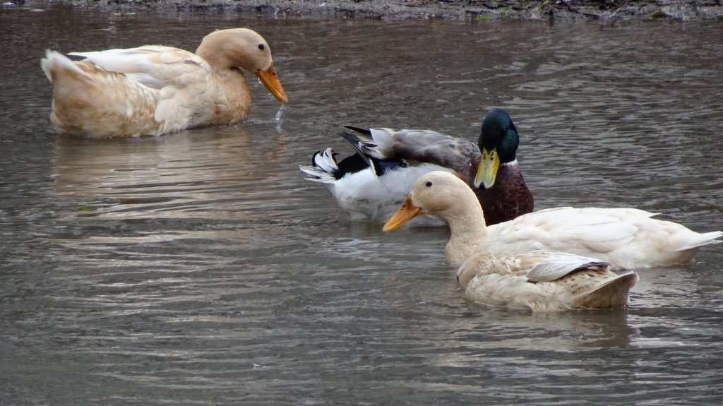 新北投、龍鳳谷、湖山、天母古道_2042495
