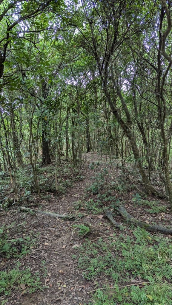 113.06.22坪溪古道-石坑山之旅_2533798
